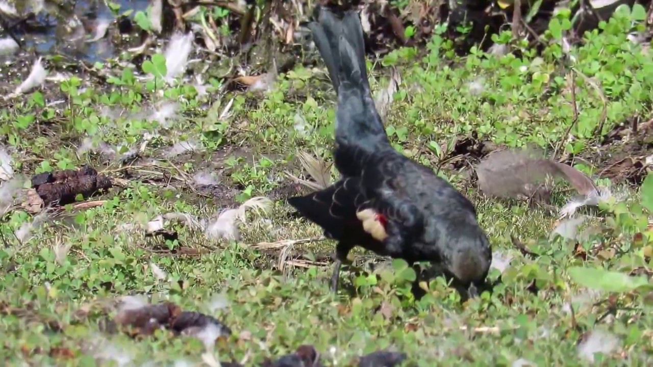 Tricolored Blackbird (Agelaius tricolor) Feeding Along Ground - Lake