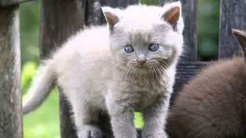 Video 741461: british shorthair lilac boy, british shorthair chocolate