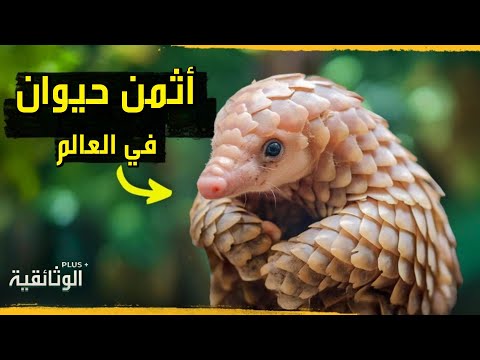 البنغول الكائن المدرع الذي هز العالم الحيوان الأكثر تهريب ا على وجه الأرض