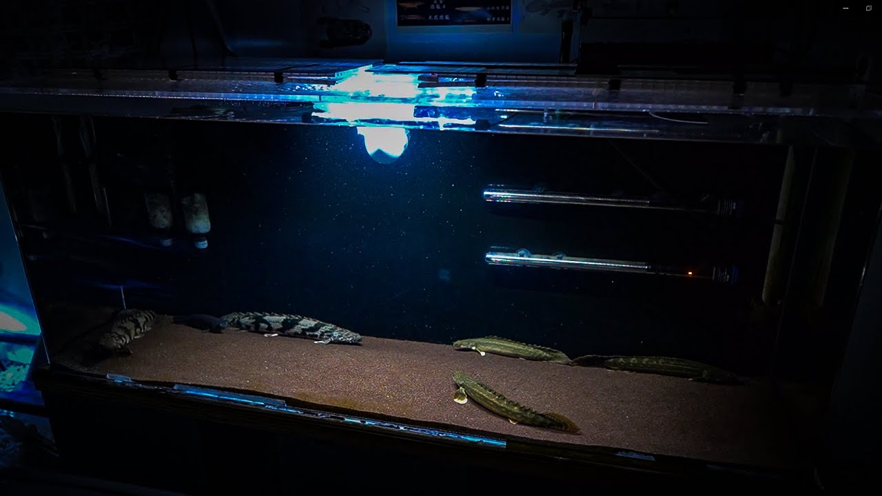 Replacing my DIY Aquarium Light with a NICREW Waterproof LED Aquarium