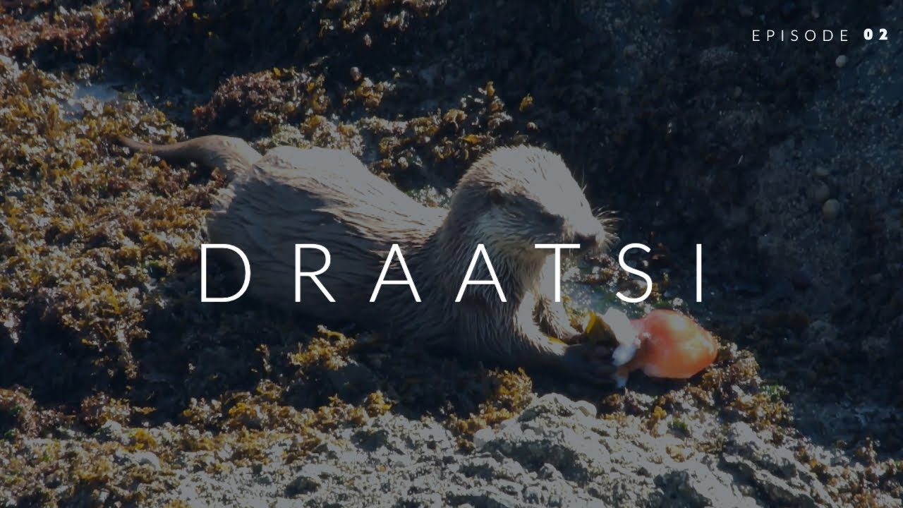 Draatsi - Episode 2: Otter Eats Octopus