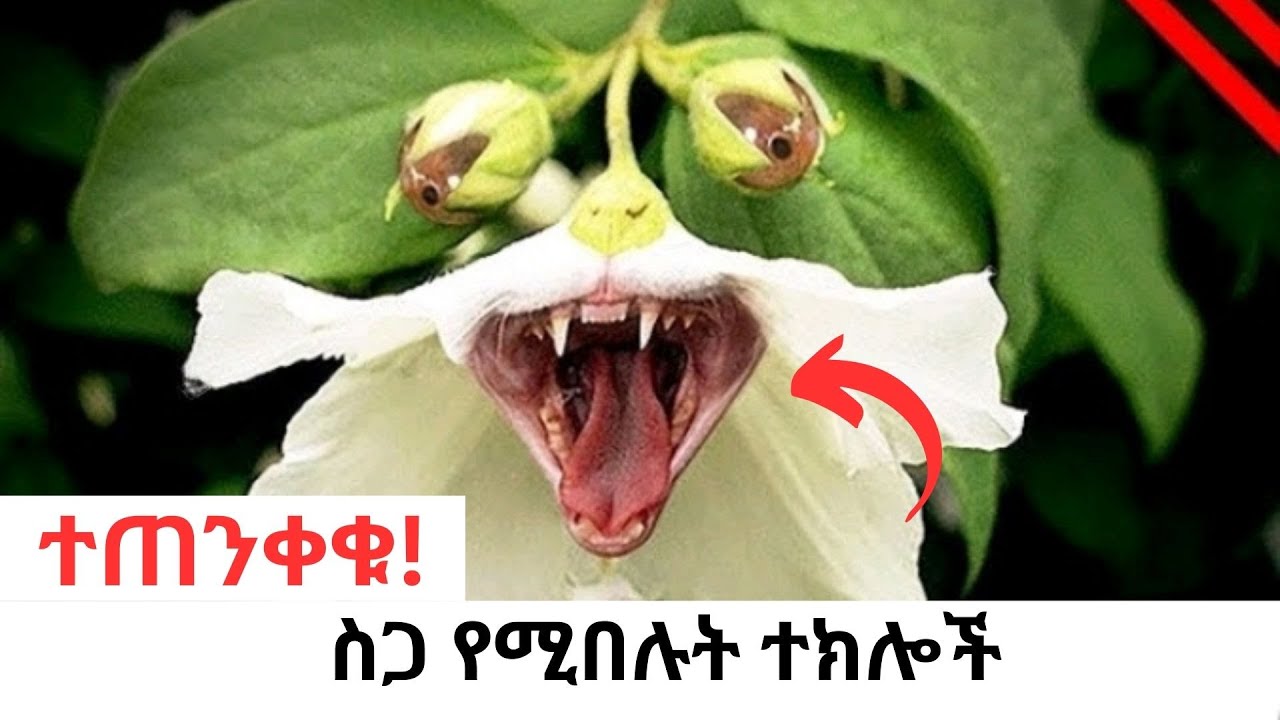 ስምንቱ አደገኛ ስጋ በል ተክሎች! - YouTube