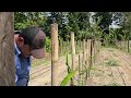 Poda de de formación de la pitahaya, (La Huerta En El Campo)