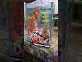 ikan glowfish lucu warna warni😍 #ikanhias #ikanglowfish
