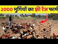 2000 मुर्गियों का फ़्री रेंज फार्म || Free Range Desi murgi palan |Ashad Desi murgi palan chhatarpur