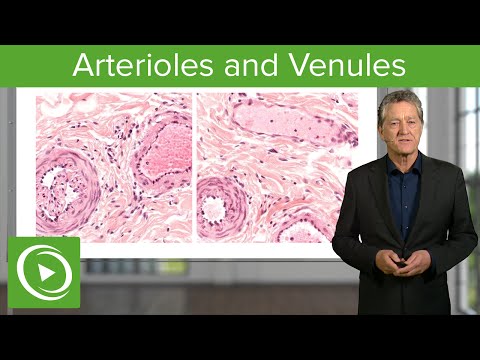 Video: Waarom is de efferente arteriole geen venule?