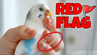 Stop Calling Yourself a 'Good' Bird Owner If You Do THIS