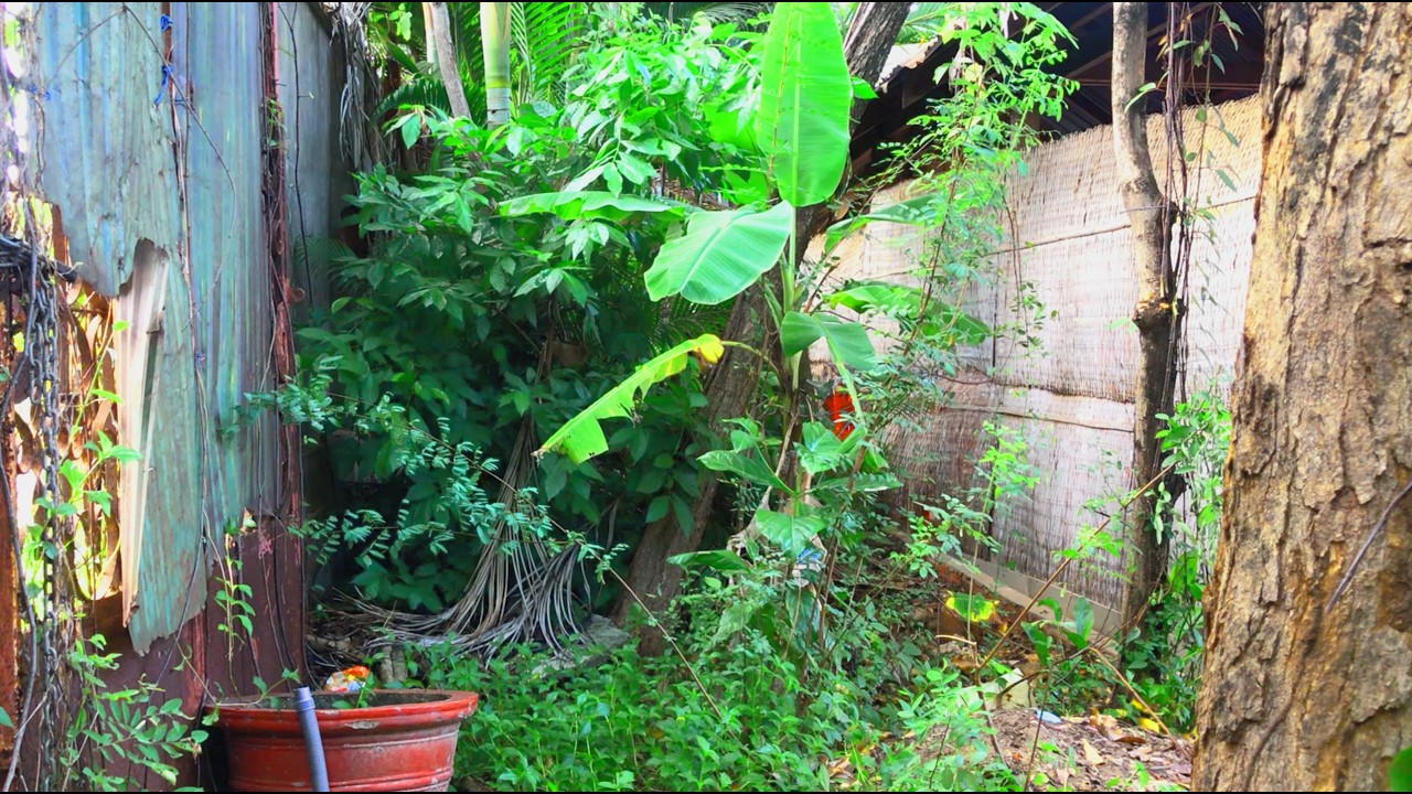 Satisfying Side Yard Transformation–Extreme Mowing & Fence Line Cleanup.🌿✨ "Part 2"