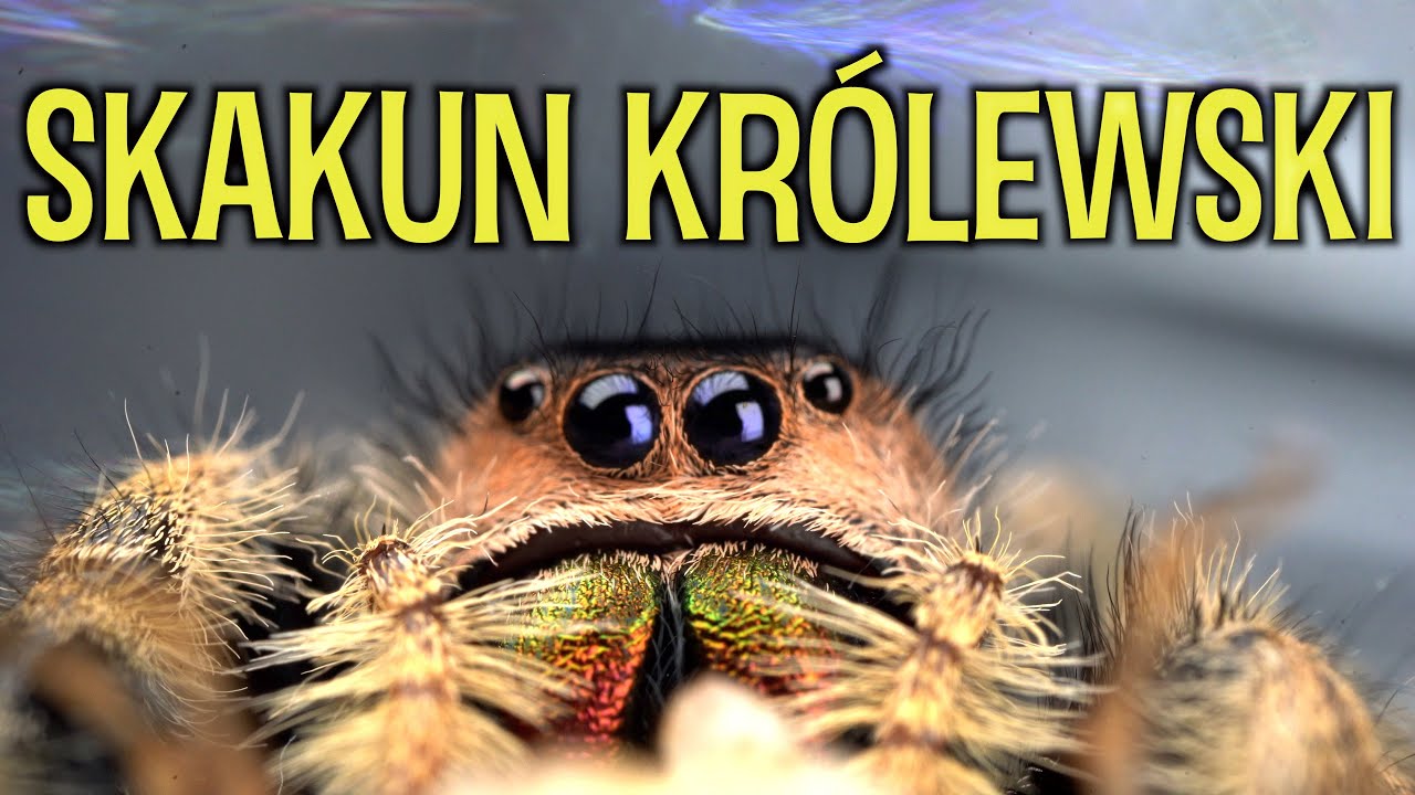Trzy piękne skakuny z Florydy 😍  /  Phidippus regius apalachicola
