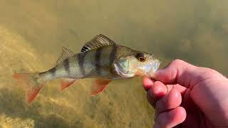 Fishing for Redfin Perch at a Tiny Lake !!! screenshot 1