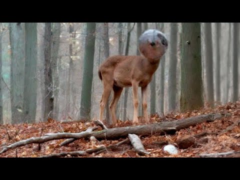 Этот зверь пришел