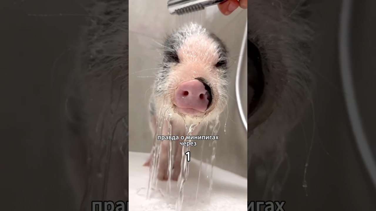 Правда о мини-пигах 🐽