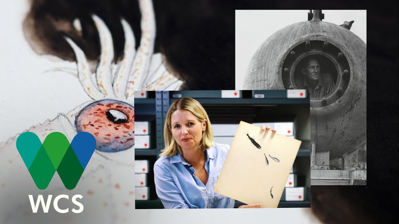 Drawings of Otherworldly Wildlife: Capturing the History of the Hudson Canyon