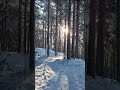 POV Winter Forest Walk ❄️