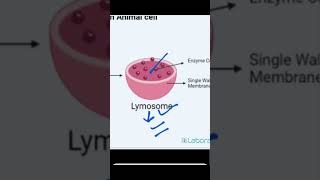 #biology #lysosomes
