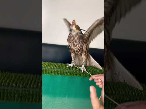 Bird nose cleaning