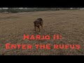 Rufus returns, back to back wheaties and a button