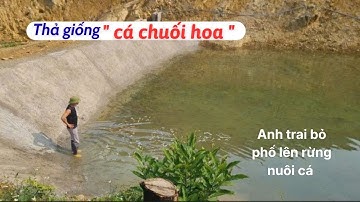 Mô hình nuôi cá chuối hoa trên đồi của anh nông dân bỏ phố lên rừng | Thủy sản Hùng Tiến