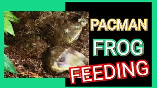 Pacman Frog Feeding