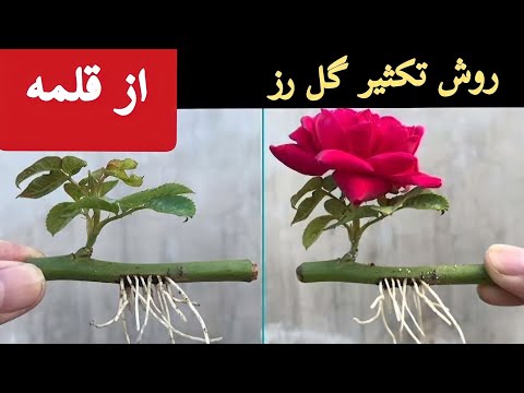 روش تکثیر گل رز از قلمه