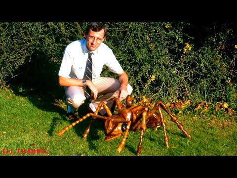 10 გიგანტი მწერი მსოფლიოში