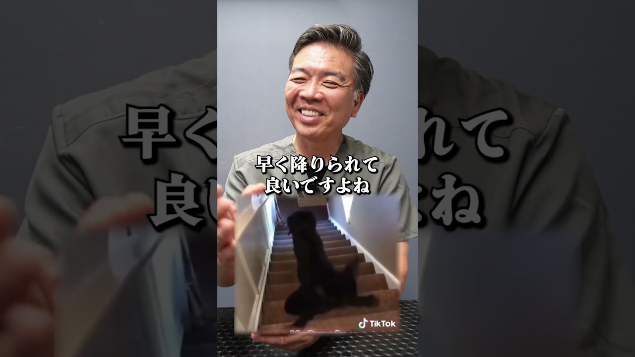 この子はどういう気持ち?階段を滑り降りる犬#shorts