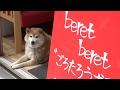 beretberet　ごろたろう犬具店舗紹介