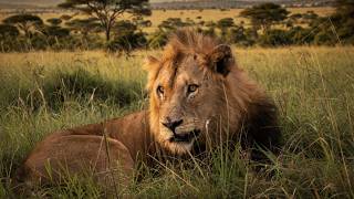 Red Road Male Lion's Son surrounded by Mantimahle Males & Kambula Males | Pictures Taken Yesterday