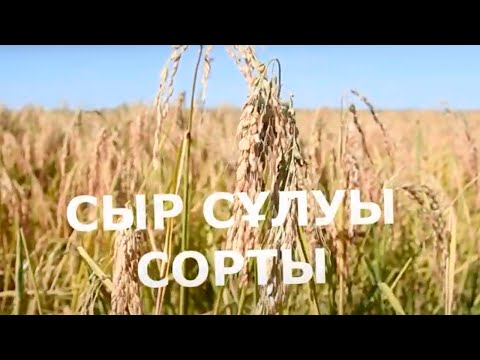 Бейне: Күздік бидай: өсіру, өңдеу және сорттары