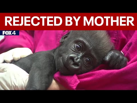 Fort Worth Zoo baby gorilla moved to Cleveland after being rejected by mother
