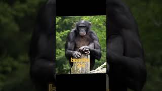 animales más inteligentes y comparación con la edad humana#animalesinteligentes
