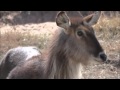 Erin&#39;s Archery Waterbuck with One on One Safaris