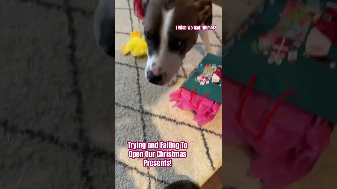 Trying and Failing To Open Our Christmas Presents! 