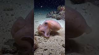 The Cutest Deep Sea Creature: Dumbo Octopus (No Music, Just Nature)