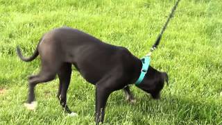 Pepper-Available At The Humane Society Of Missouri