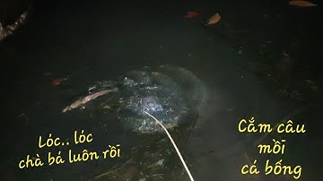 Mồi này là cắm câu dính toàn cá bự | Săn bắt SÓC TRĂNG |