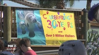 TECO's Manatee Viewing Center marks 30 years