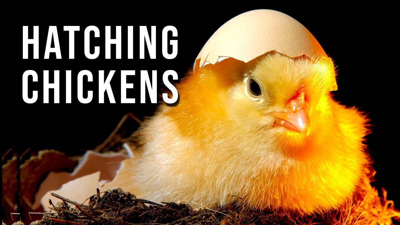 Avoid These Mistakes When Incubating Chicken Eggs