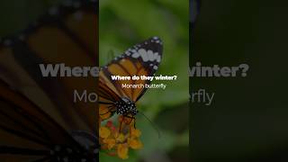 How do monarch butterflies survive the winter? #shortsfeed #shortsvideo #shorts