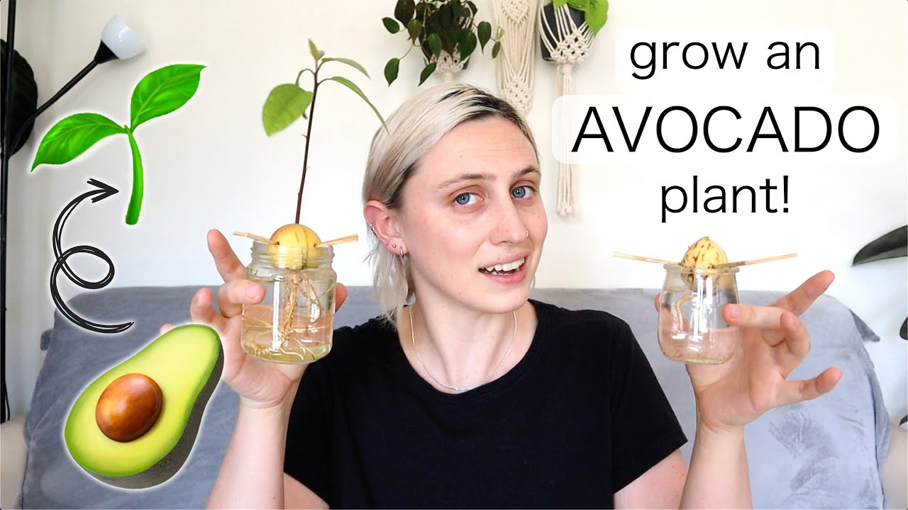 HOW TO GROW AVOCADO PLANT FROM A PIT