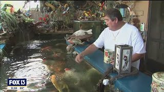 Florida man turns passion for koi into backyard oasis