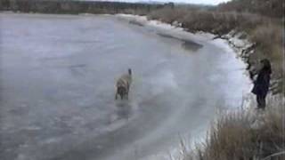 Our Dog Falls Through Ice!