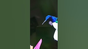 Bird #shorts