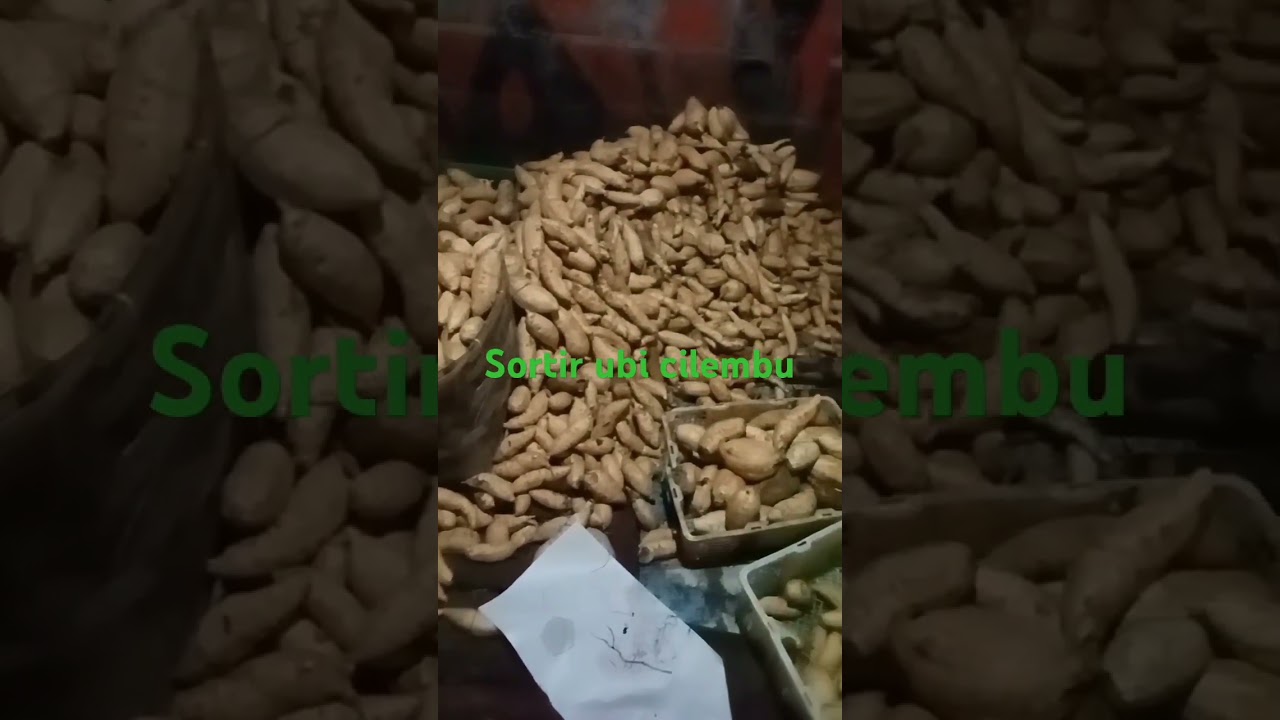 Di pilih buat di eksport 