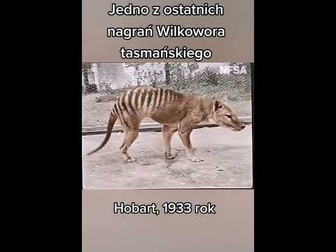 Wideo: Wilk tasmański jest tajemniczym drapieżnikiem Australii