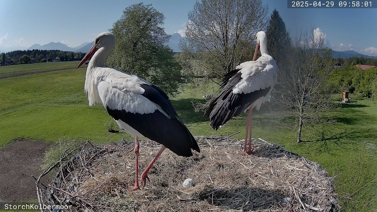 Storchennest Kolbermoor [LIVE🔴] Stork live "Kaira & Alexander"