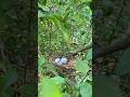 Ahh Kay Ramro chra bird 🦅lay egg deya ko#trending #shorts#shortvideo#egg#birds#nature#place
