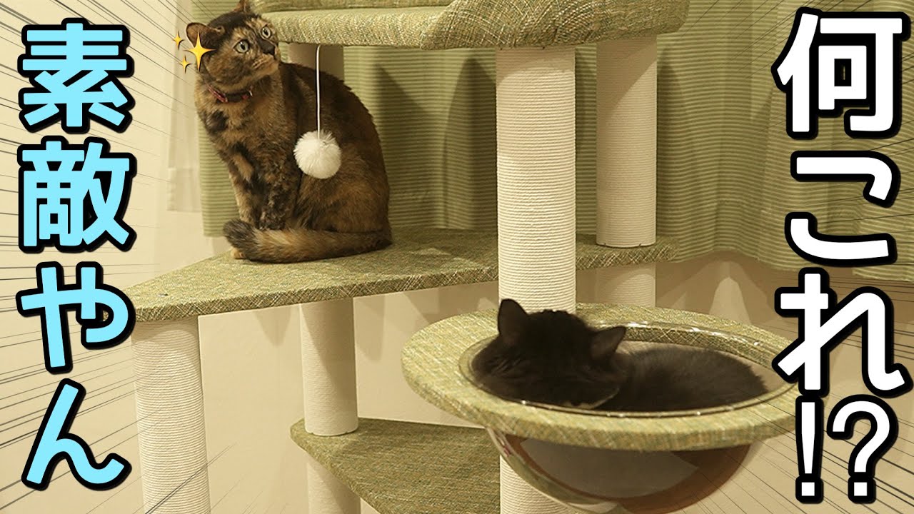 【大興奮】新しいキャットタワーが設置されて大盛り上がりの猫たち