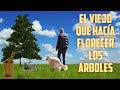 EL VIEJO QUE HACÍA FLORECER LOS ÁRBOLES El bien genera bien a su paso. Cuento Japonés