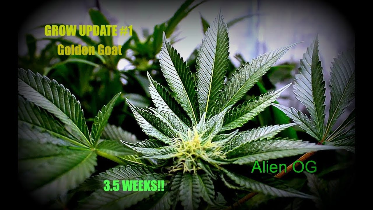 Flowering Cannabis In A Grow Tent Day 24